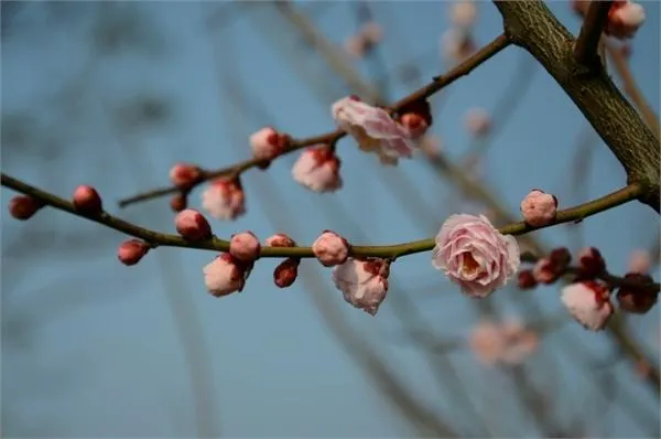 上海海湾国家森林公园梅花节赏梅攻略