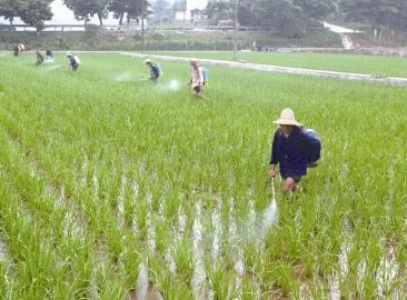 水稻病虫害三大防治技术，学好这些知识，不再盲目使用农药