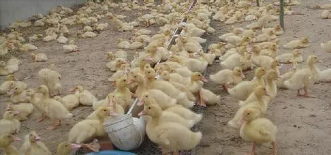 雏鸭怎么样来养殖？要做什么准备工作，饲养的时候要注意什么？
