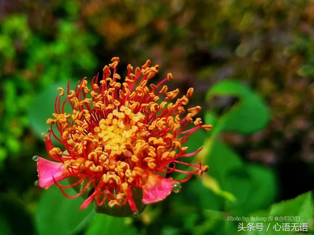 原来北京的市花是它！