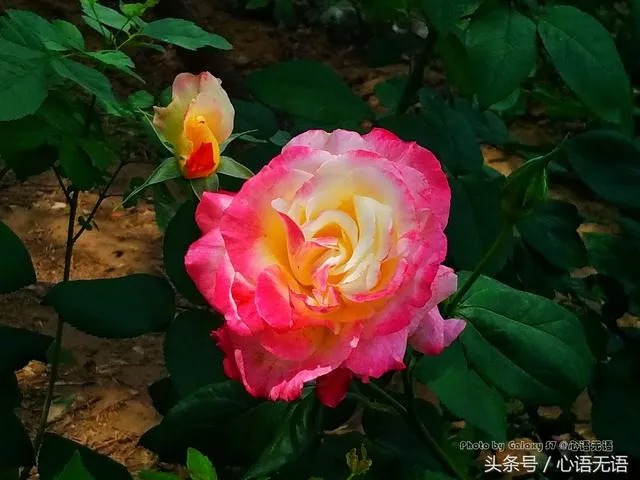 原来北京的市花是它！