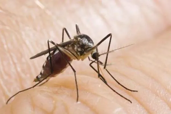 蚊子喜欢什么血型排名 | 蚊子喜欢咬的8类人