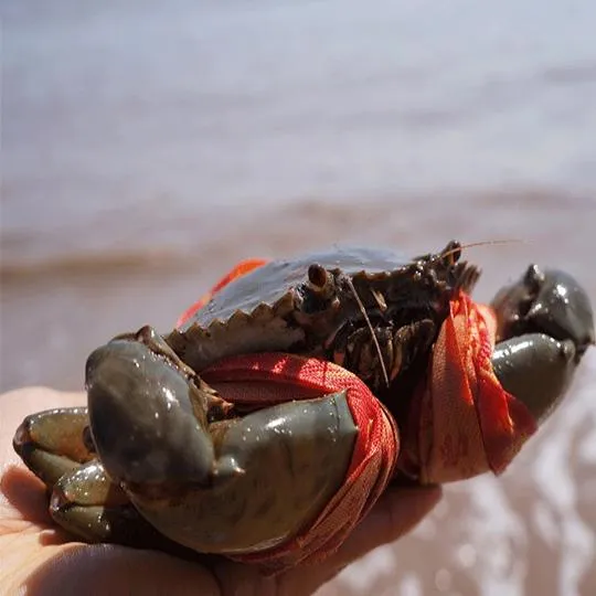 活螃蟹如何保存才能活得时间久 | 这几个