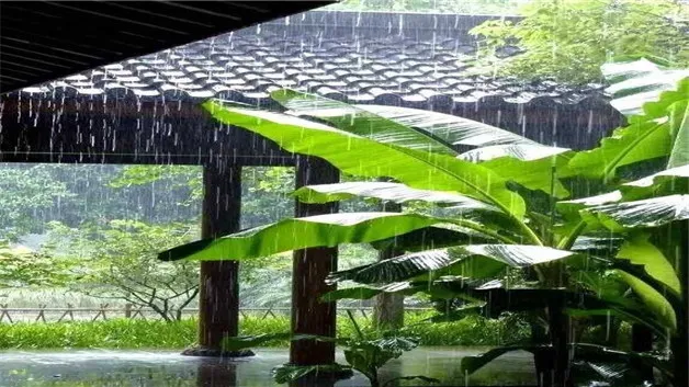 雨打芭蕉无可无奈什么意思