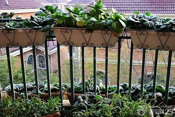 阳台小菜园 