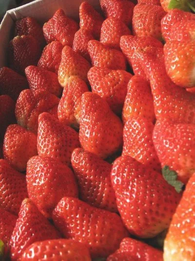 老君庄草莓