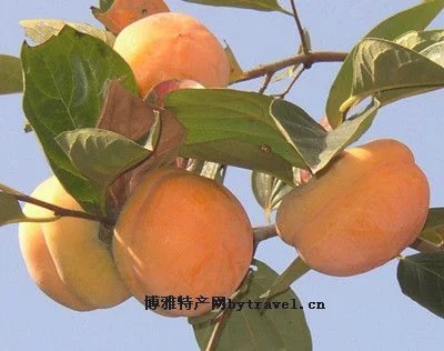 易县磨盘柿