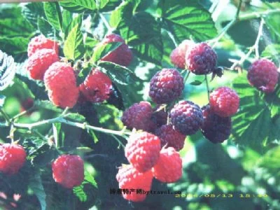 登仕堡子镇树莓